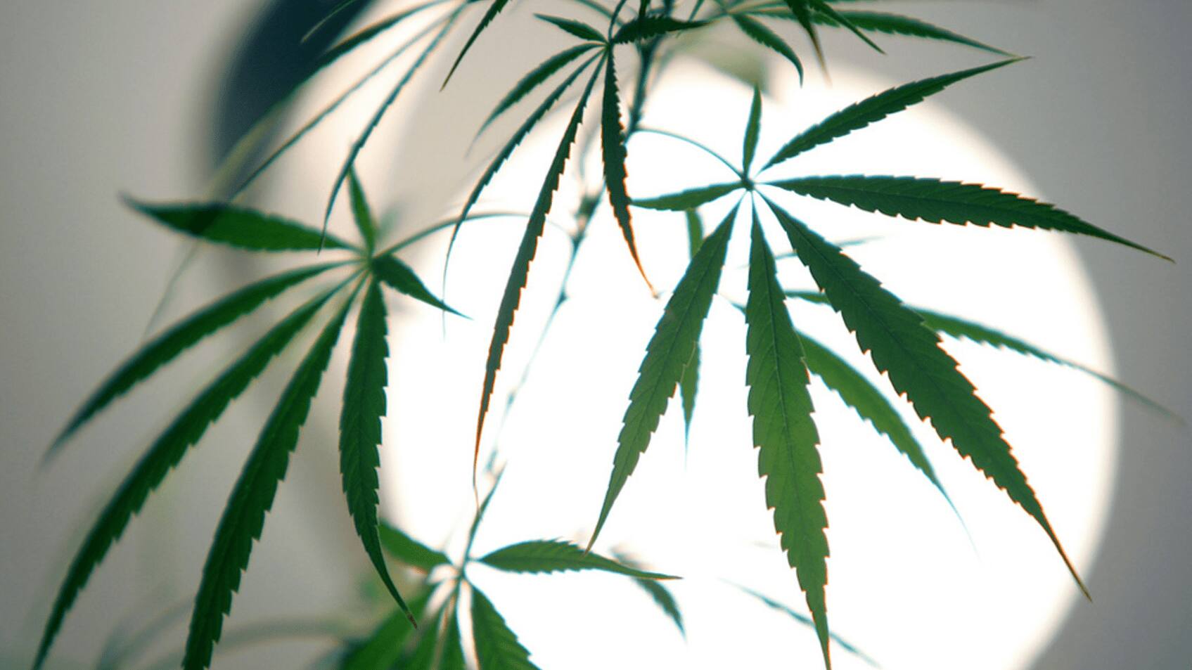 New York Times Fordert Legalisierung Von Cannabis