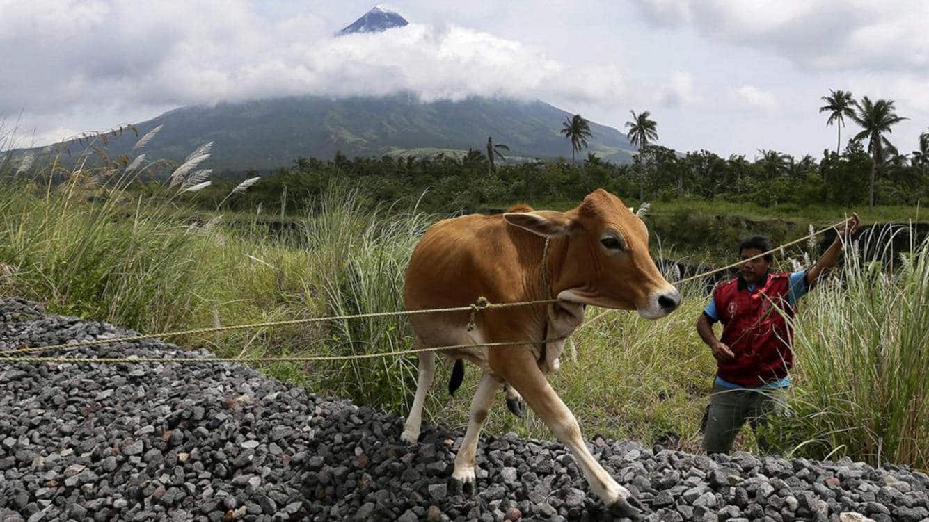 Vulkan Mayon: Menschen und Tiere in Gefahr - Handelszeitung